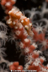 Pigmy sea horse. Tulamben by Cipriano (ripli) Gonzalez 